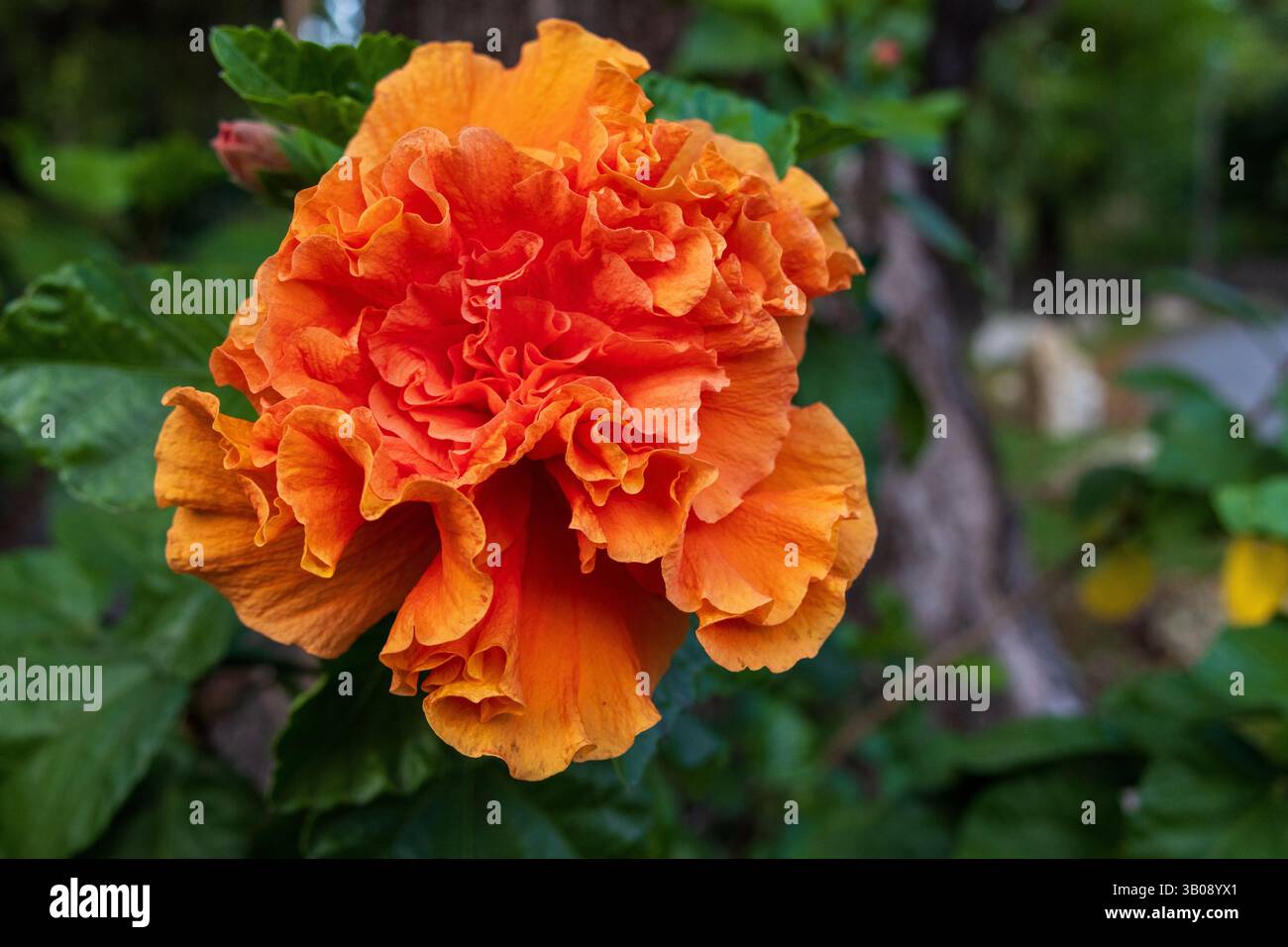 A peach or orange colored double hibiscus bloom Stock Photo