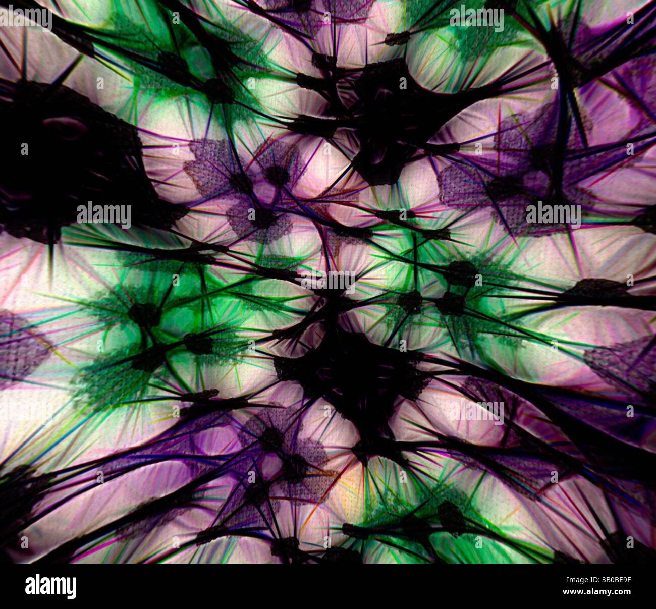 Microscopic view of natures architecture hi-res stock photography and ...