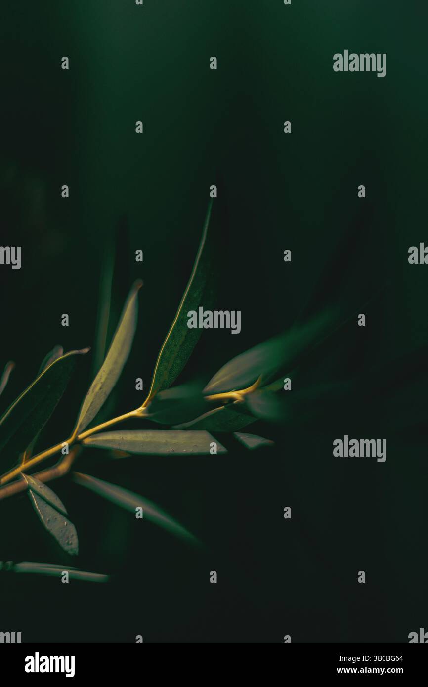 minimalistic composition featuring soft green leaves against green background Stock Photo