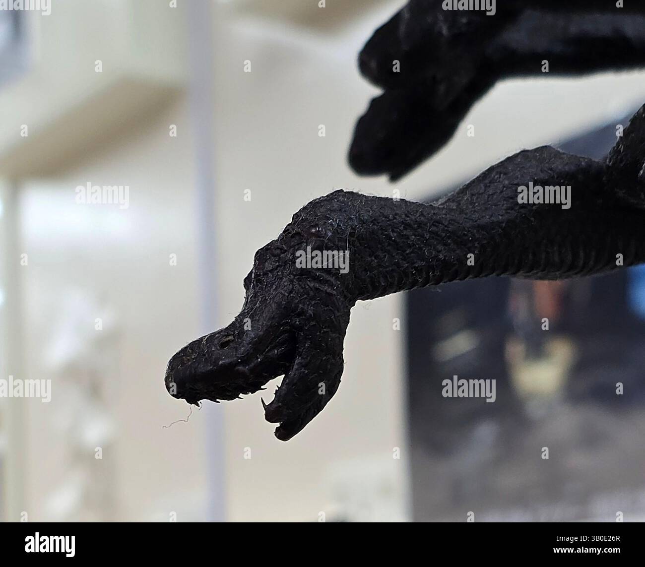 Dried sea krait snakes displayed at the Makishi market in Naha, Okinawa, Japan. - Smartphone Captured Stock Image