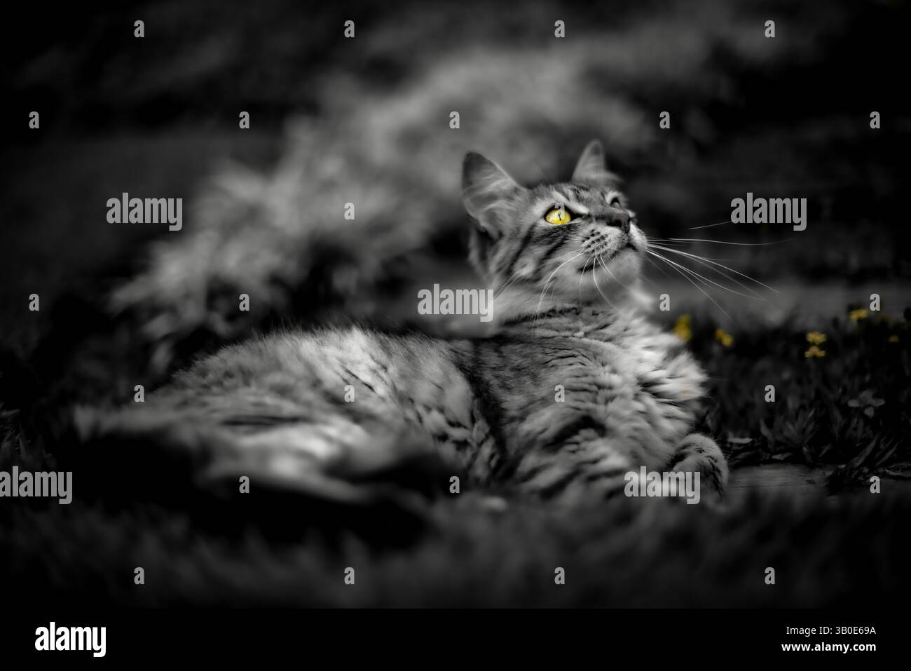 Black and White Portrait of a Yellow-Eyed Tabby Cat with Selective Color, Lying in the Grass Stock Photo