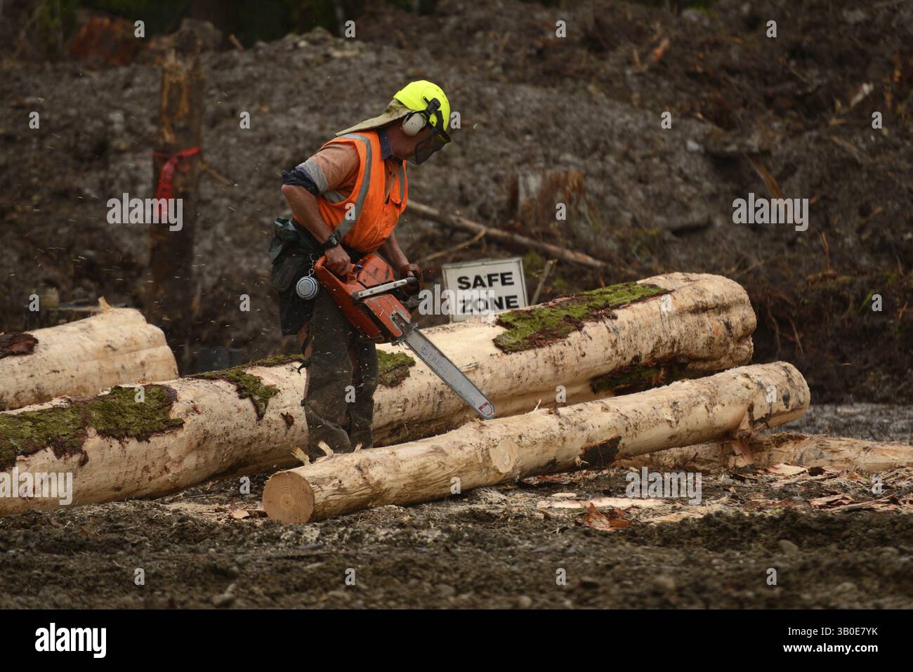 A forestry worker trims a Pinus radiata log at a logging site near ...