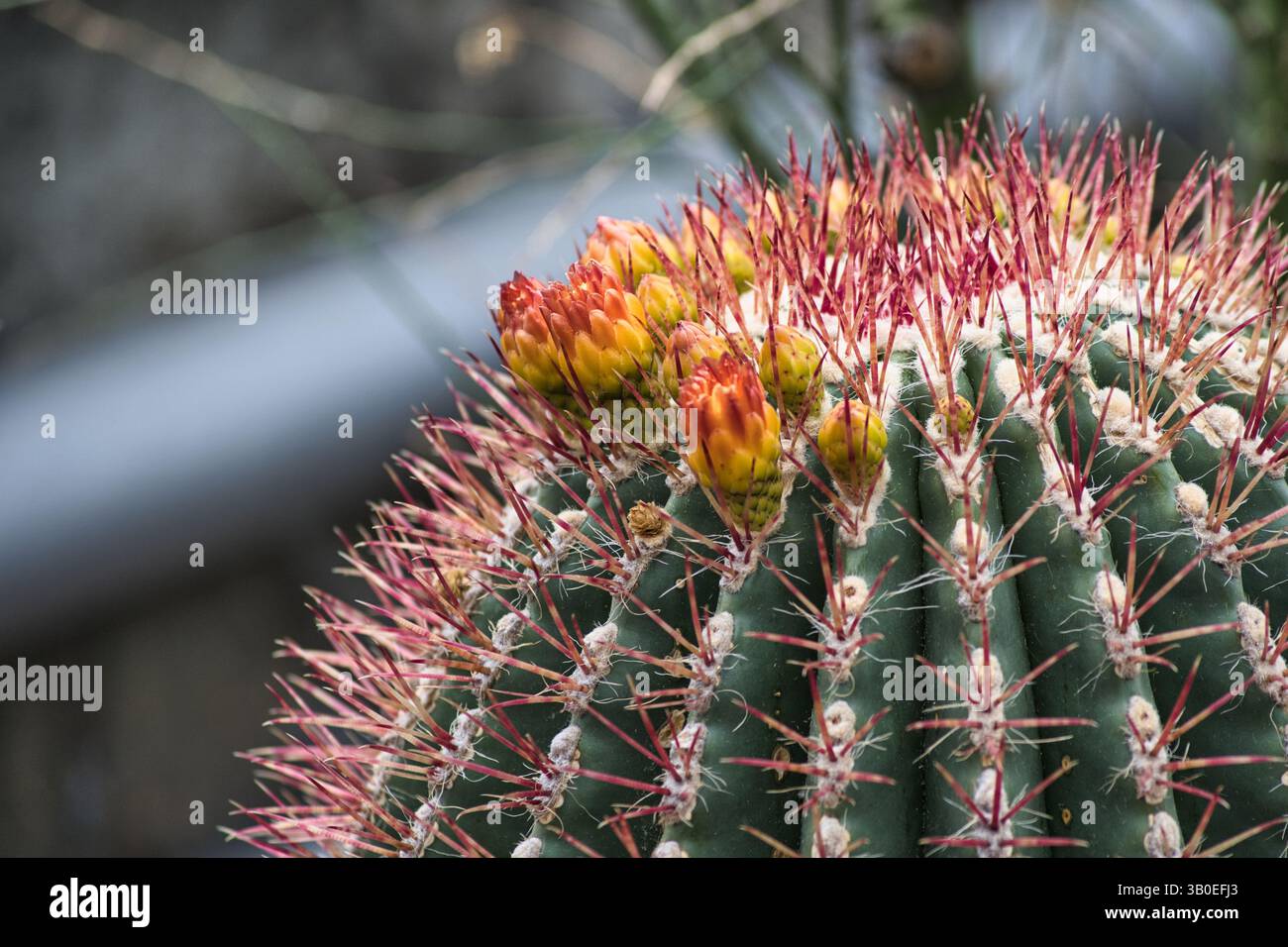 A cactus with red-tipped spines bears several small yellow-orange flowers  at the top, while the blurred background accentuates the plant Stock Photo  - Alamy