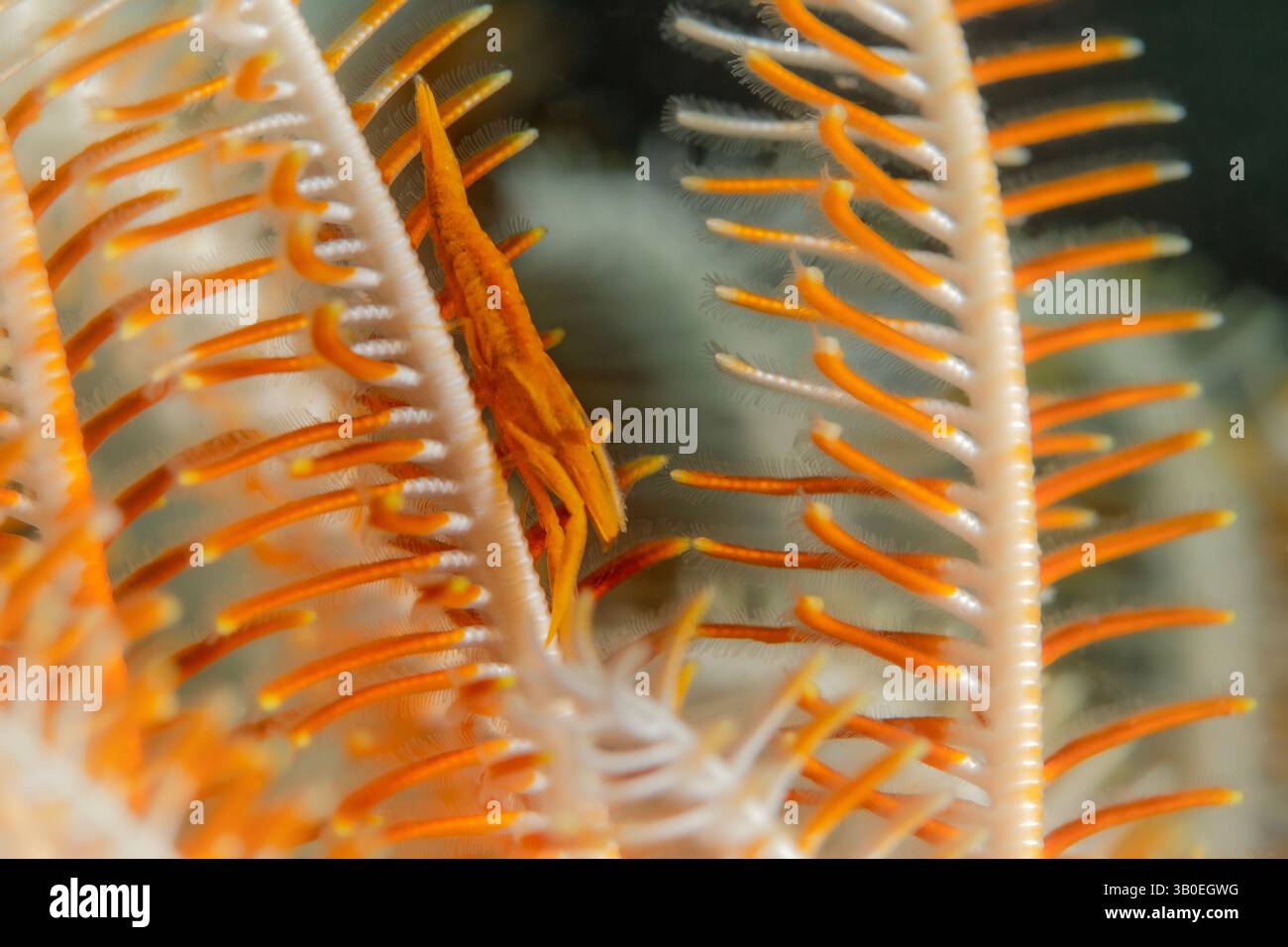 Crinoid Snapping Shrimp (Synalpheus stimpsoni) lives underneath ...