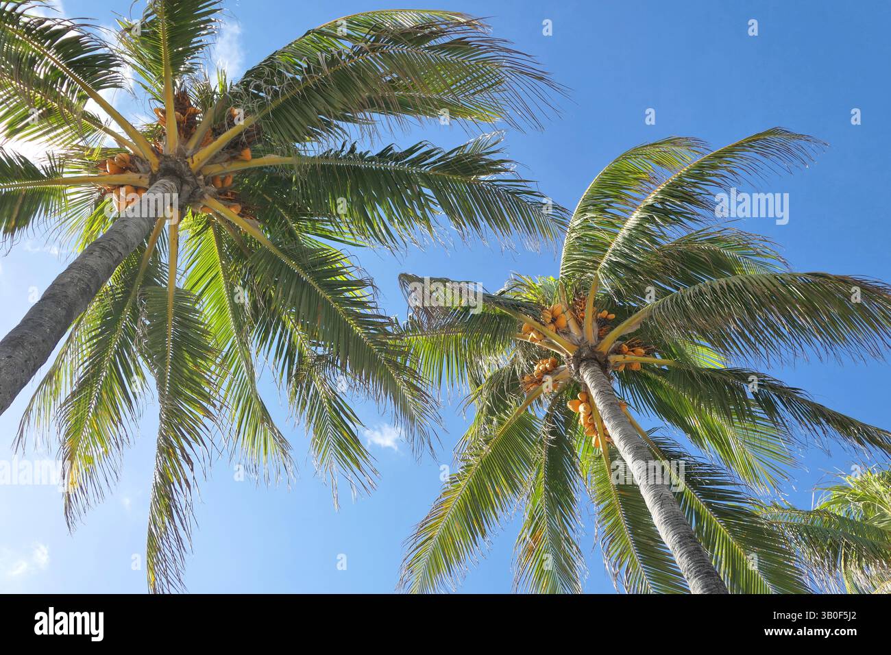 Coconut palm trees with coconuts over blue sky in sunlight. Key West, Florida, USA. Stock Photo