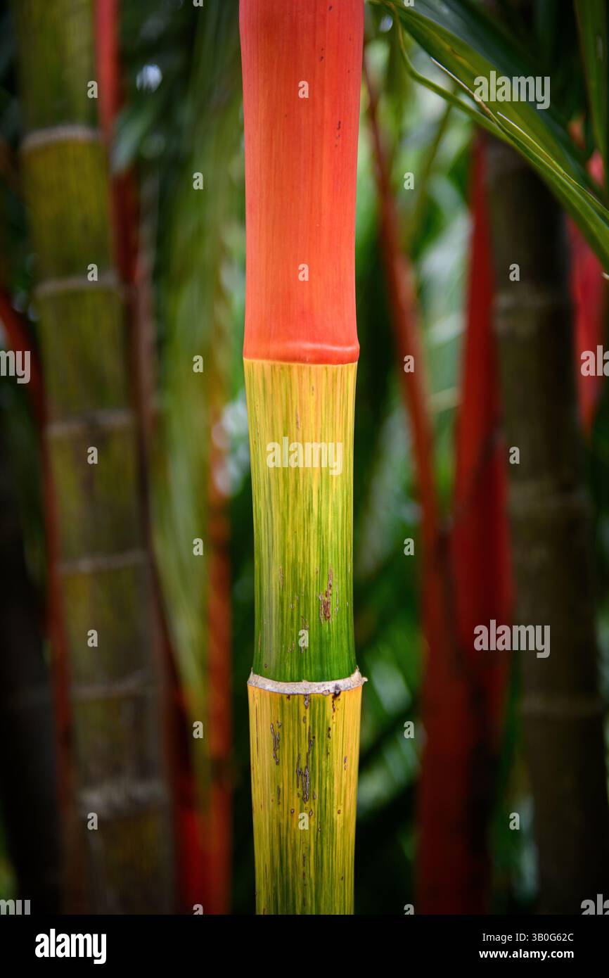 Multi-colored bright green, orange, yellow bamboo plant. Bamboo trees in forest background. Stock Photo