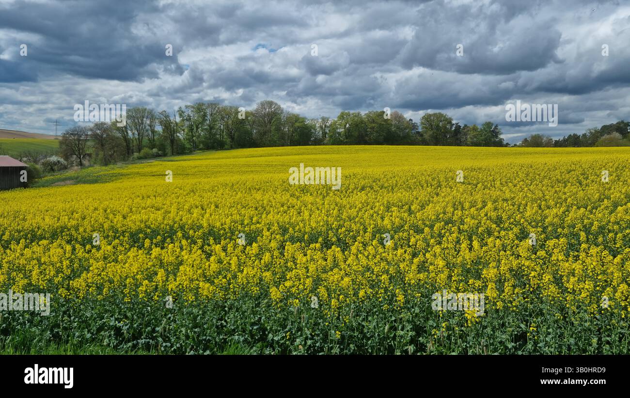 Blooming rapeseed field under a dramatic cloudy sky. Vibrant spring countryside landscape with yellow flowers and green trees, Wide panoramic - Smartphone Captured Stock Image