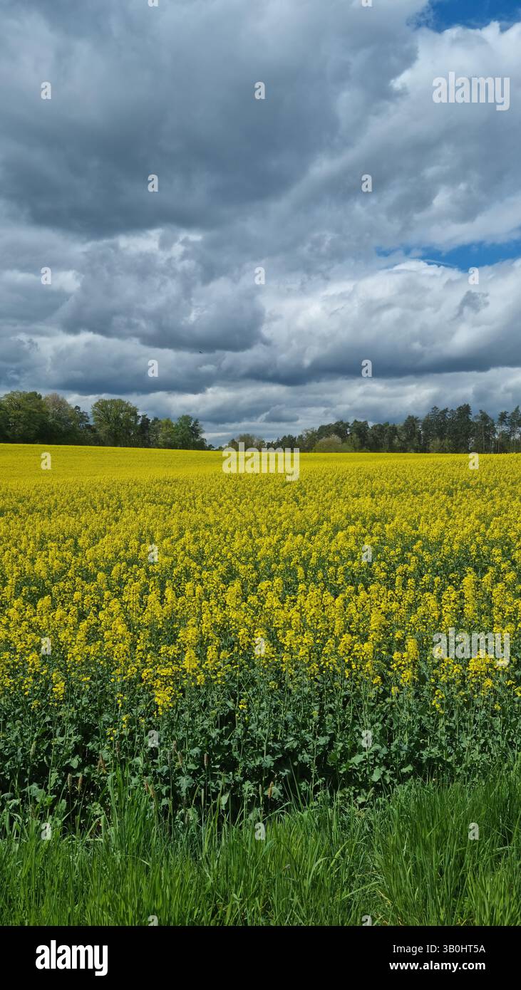 (vertical)Blooming rapeseed field under a dramatic cloudy sky. Vibrant spring countryside landscape with yellow flowers and green trees - Smartphone Captured Stock Image