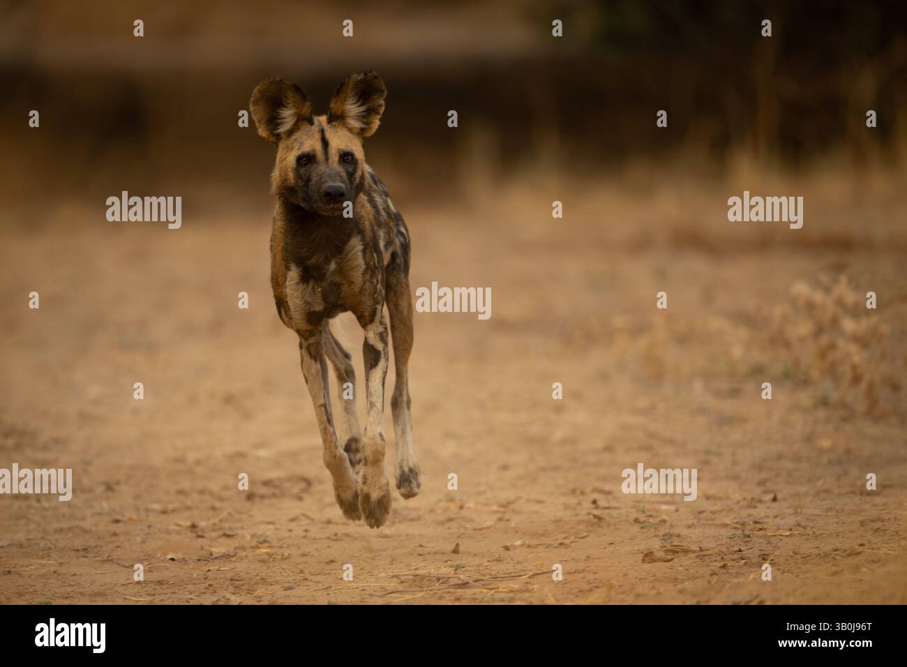 African wild dog leans over crossing sand Stock Photo