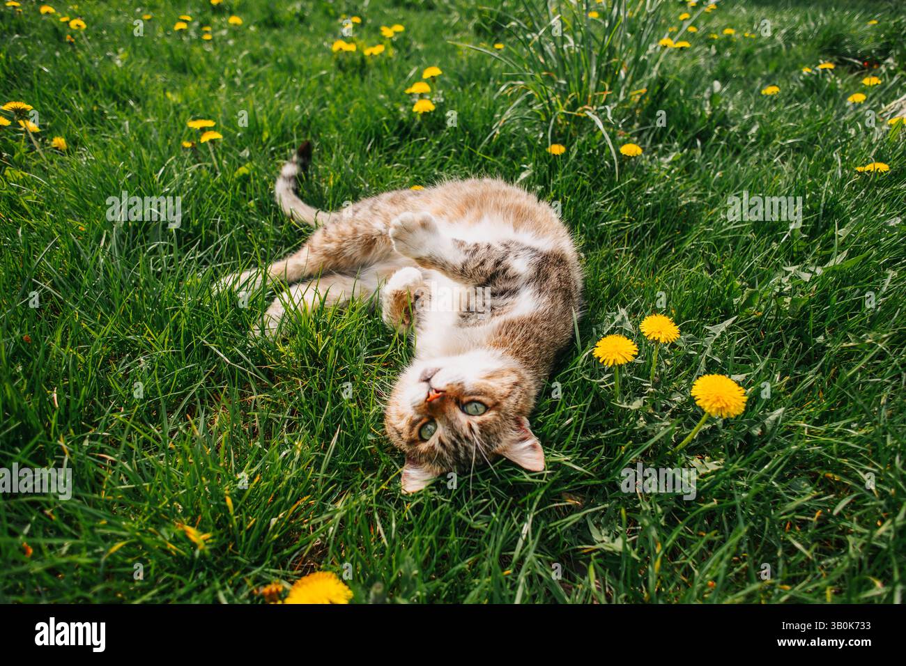 Spring, relaxation, cat lying on its back in the grass. Stock Photo