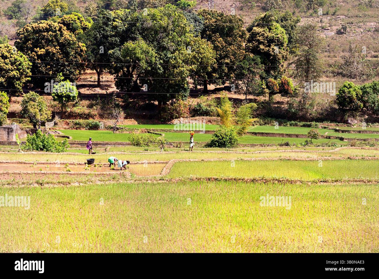 Beautiful rice paddies in orissa in india, surrounded with old trees ...