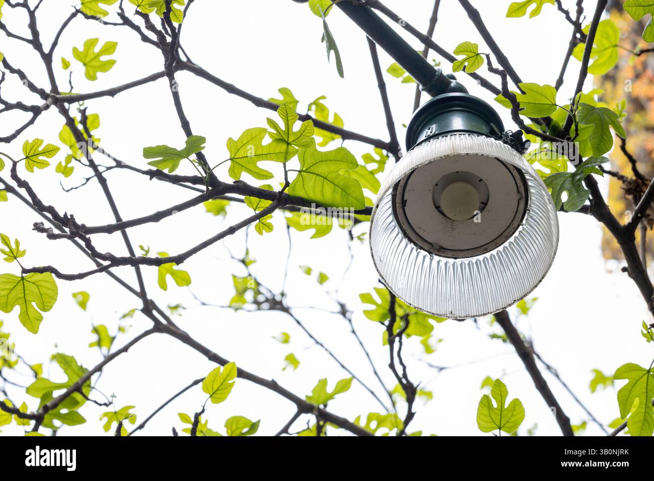 City street tree canopy hi-res stock photography and images - Alamy