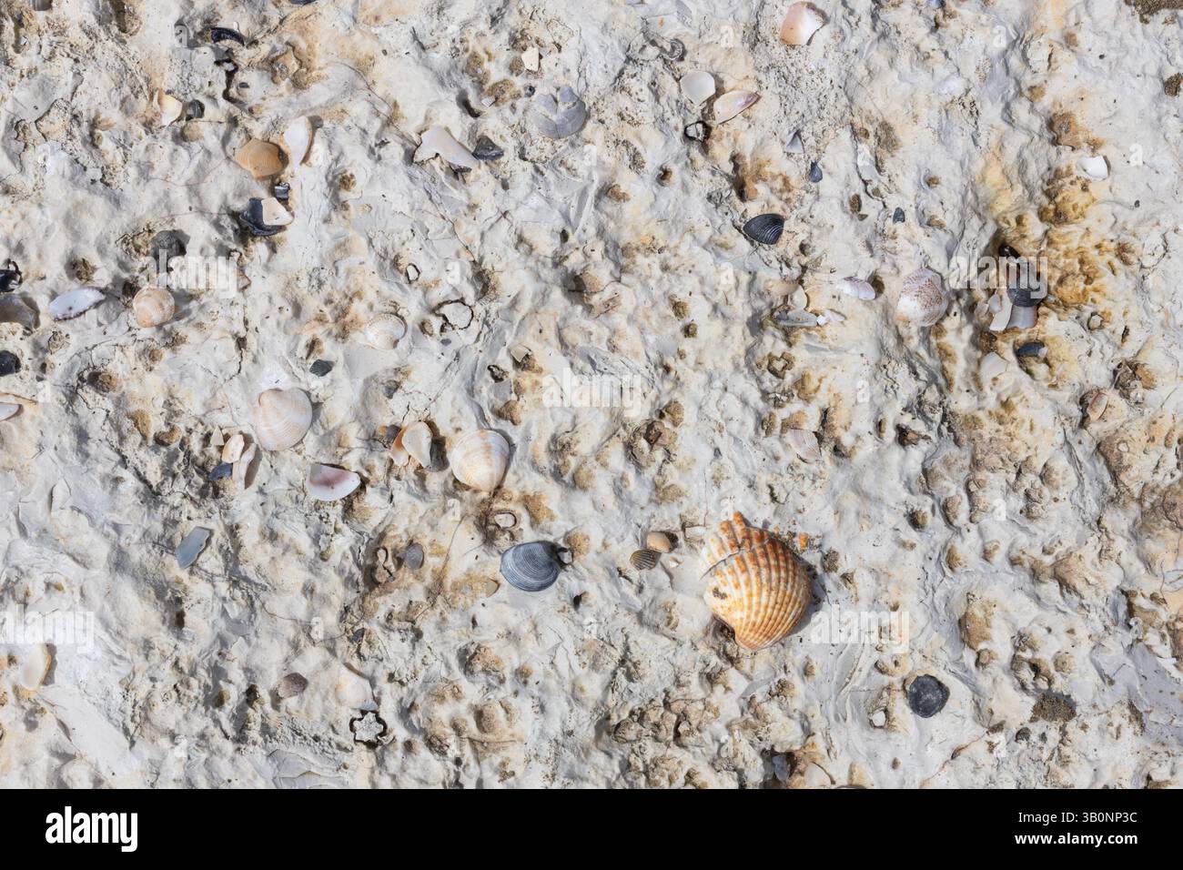 Shellfish Limestone Shell Fragments Embedded in Limestone Surface Stock Photo - Alamy