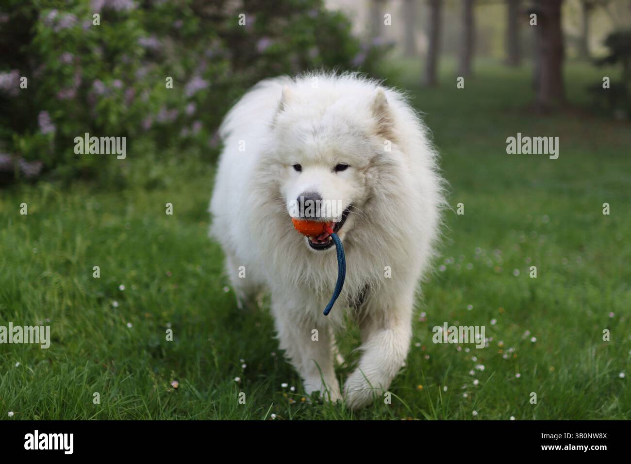 samoyed Military Boa Jumper サモエド Wild Spirit Samoyeds is proud to present our latest AKC