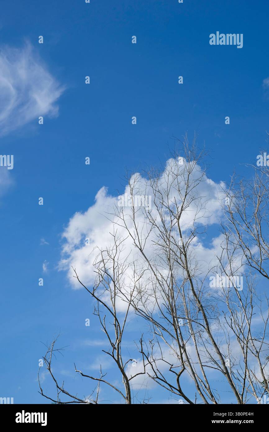 Portrait of a dry tree against the blue sky Stock Photo - Alamy