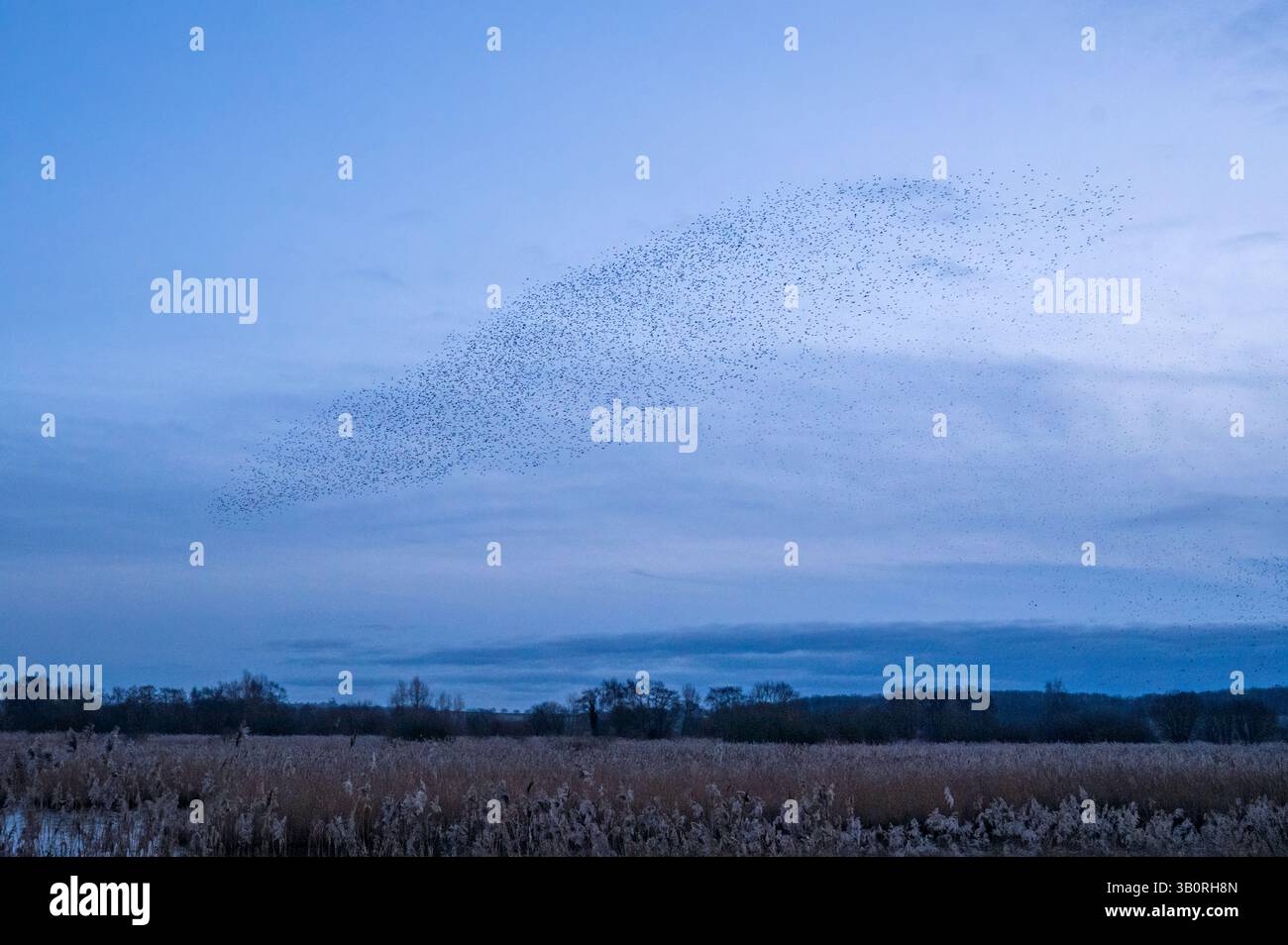 A starling murmuration over the nature reserve at RSPB Ham Wall ...