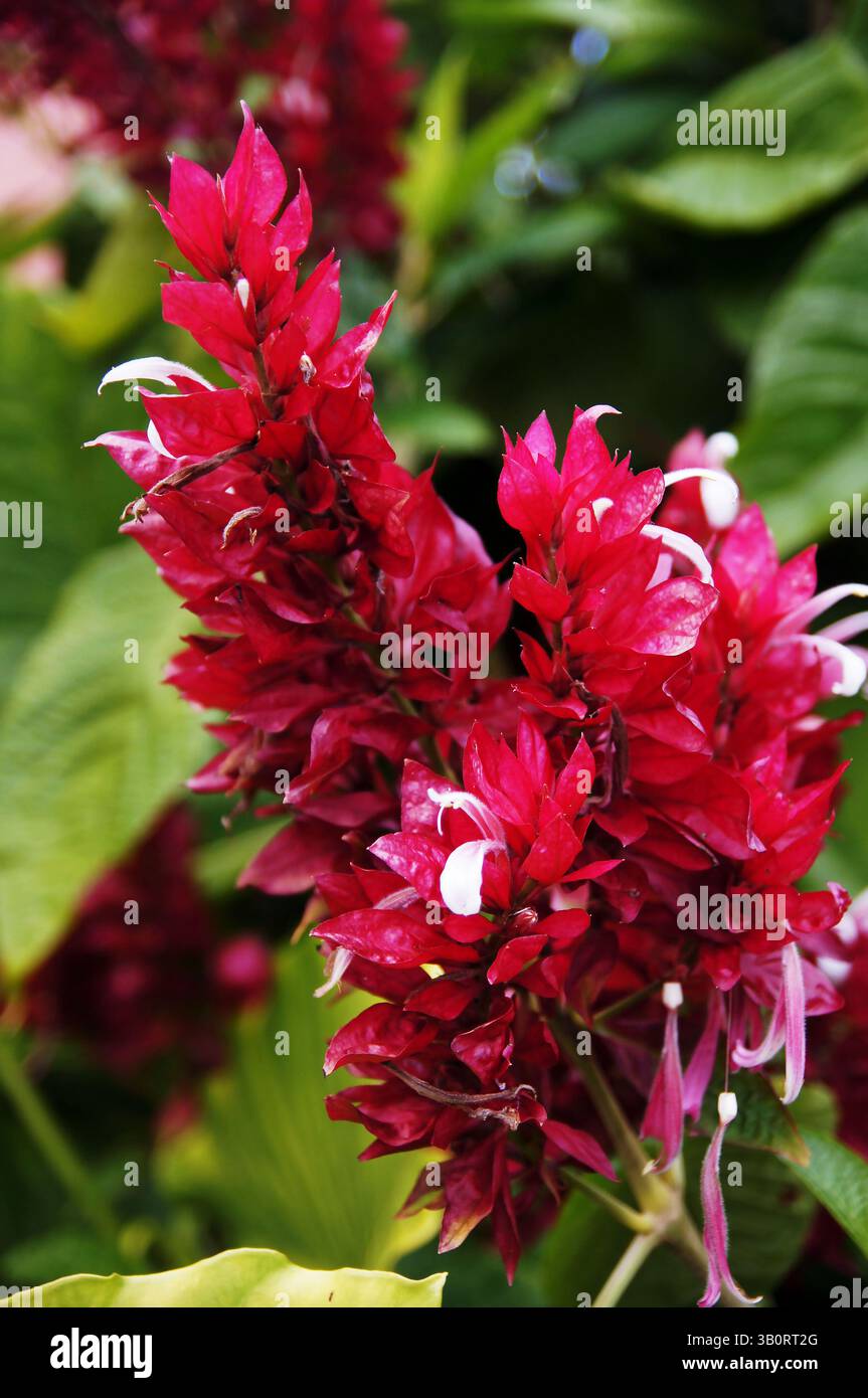 Cloak places hi-res stock photography and images - Alamy