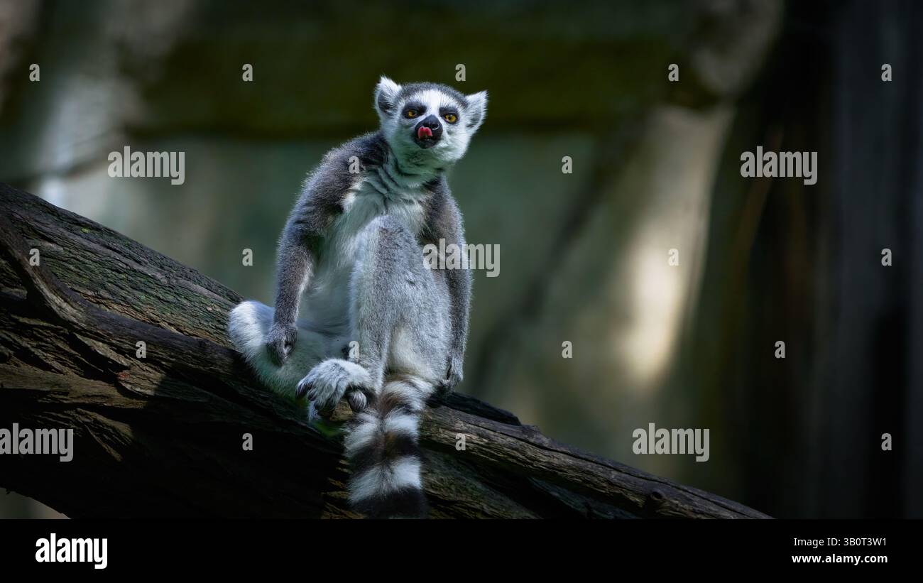 Posing Katta (lemur) with outstretched tongue, sitting on a branch, portrait Stock Photo