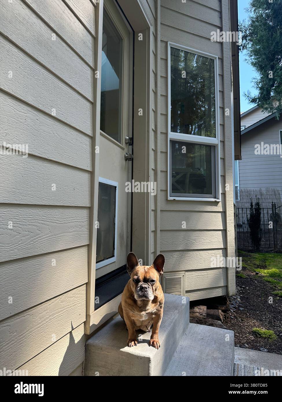 A cute, brown French Bulldog, sitting on a step in a back patio of a home. - Smartphone Captured Stock Image