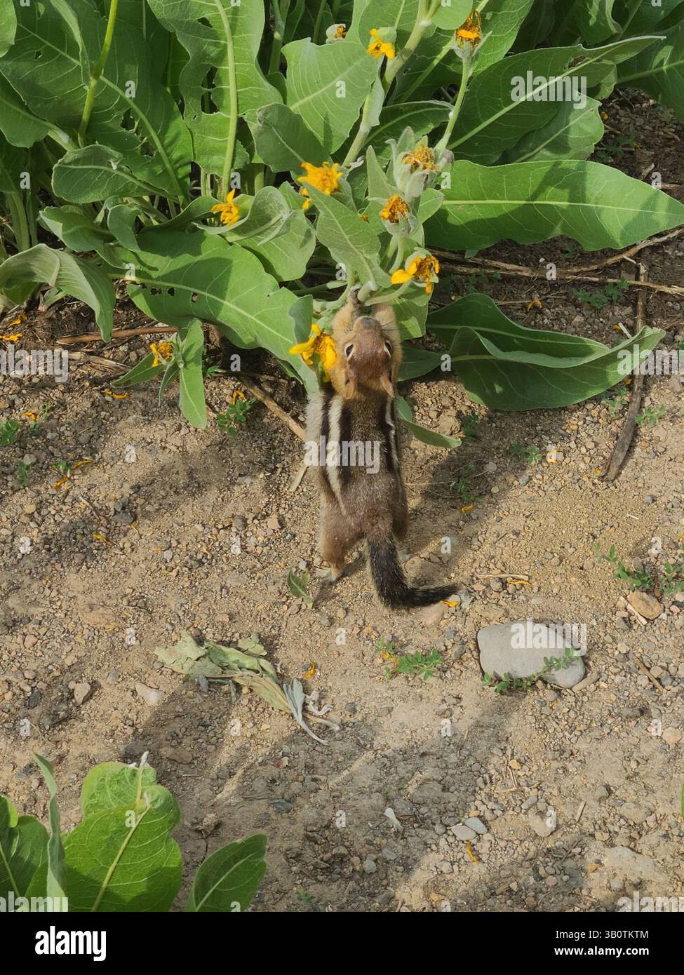Lassen Volcanic National Park - California - Smartphone Captured Stock Image