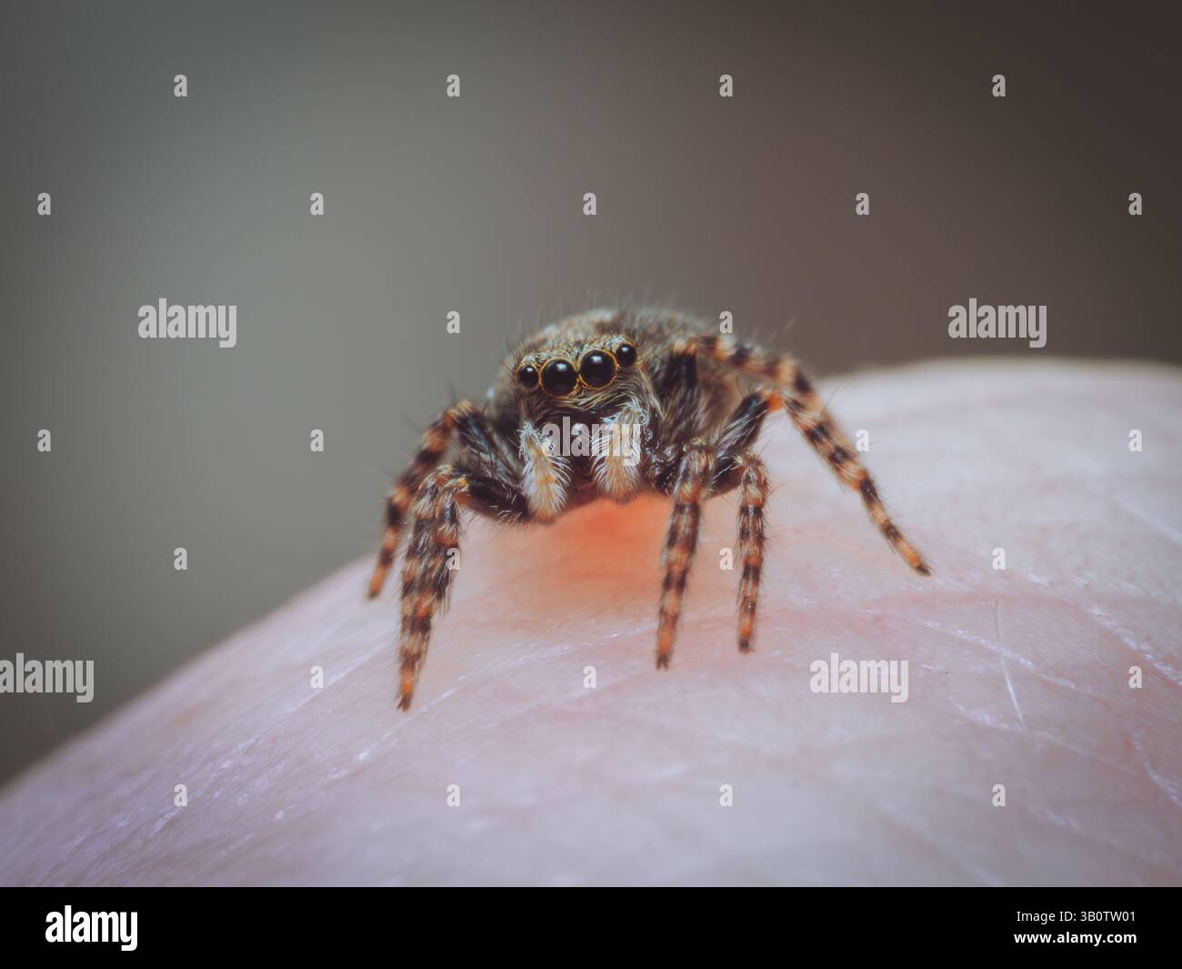 A tiny jumping spider on a finger tip (Pseudeuophrys lanigera) Stock Photo