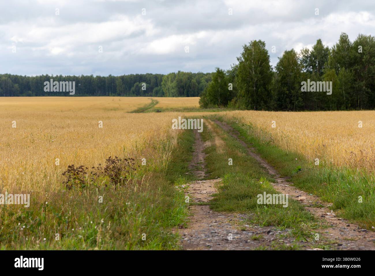 Empty countryside road through fields with wheat Stock Photo - Alamy