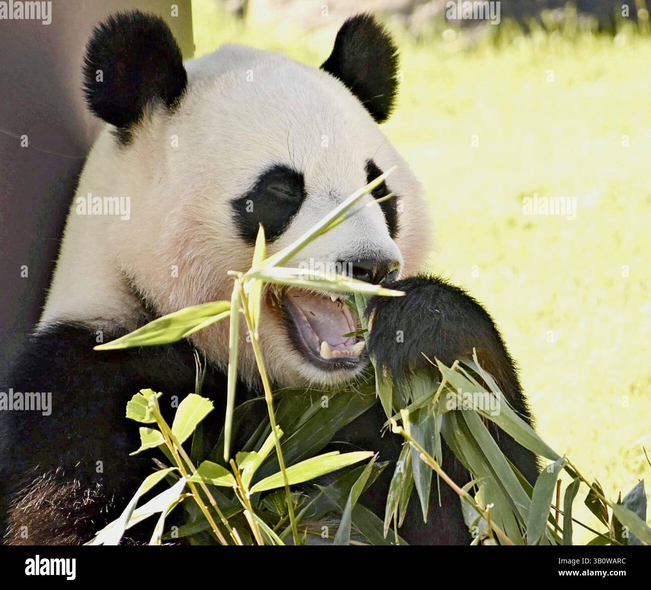 FILE: A photo shows a giant panda, Fuhin, celebrating her third ...