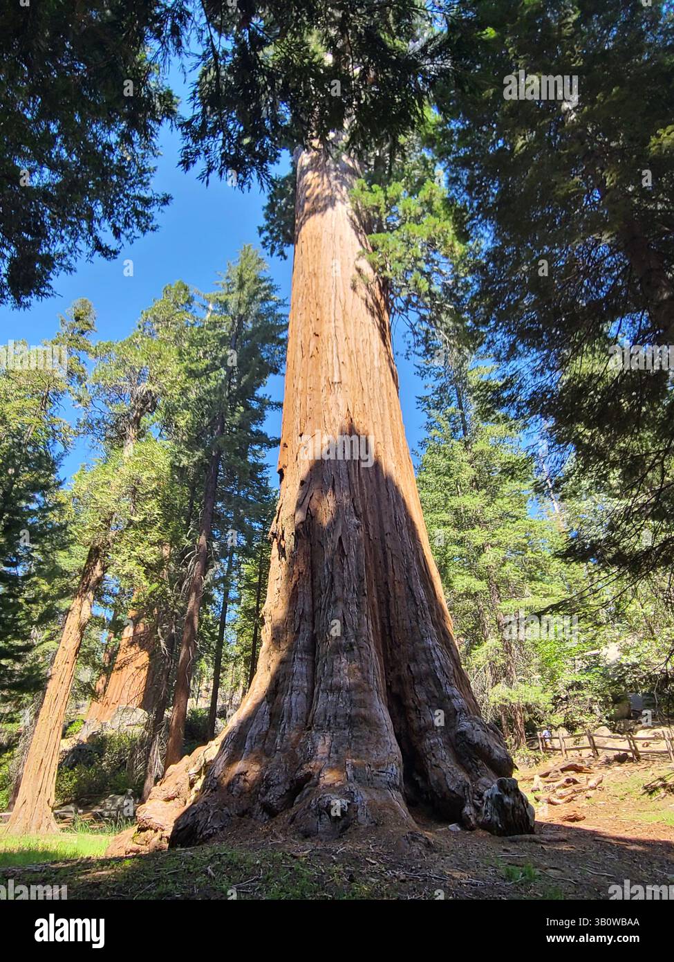Sequoia National Park - California - Smartphone Captured Stock Image