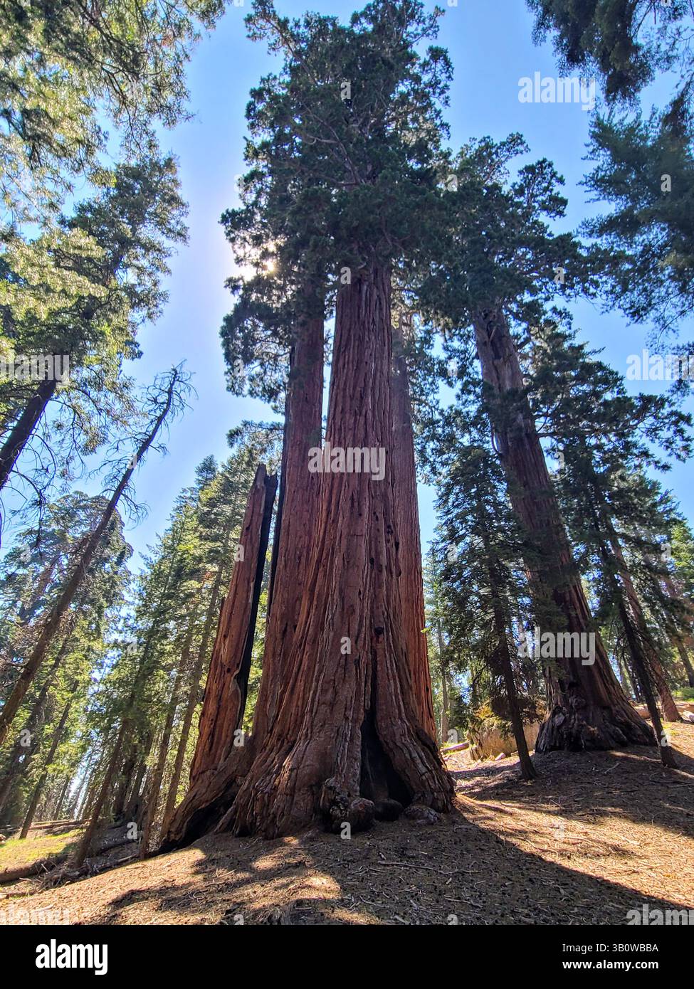 Sequoia National Park - California - Smartphone Captured Stock Image