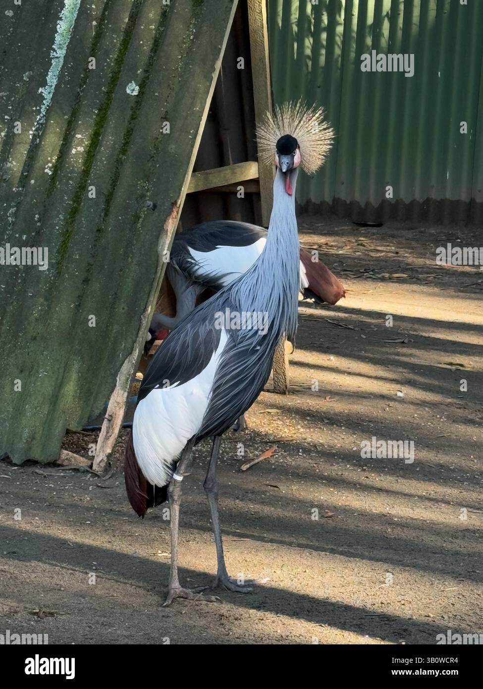 This photo features a grey crowned crane standing upright on a dirt surface in front of a green corrugated metal shed. The bird s distinctive golden c Stock Photo