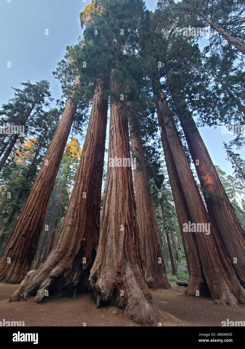 Sequoia National Park - California - Smartphone Captured Stock Image