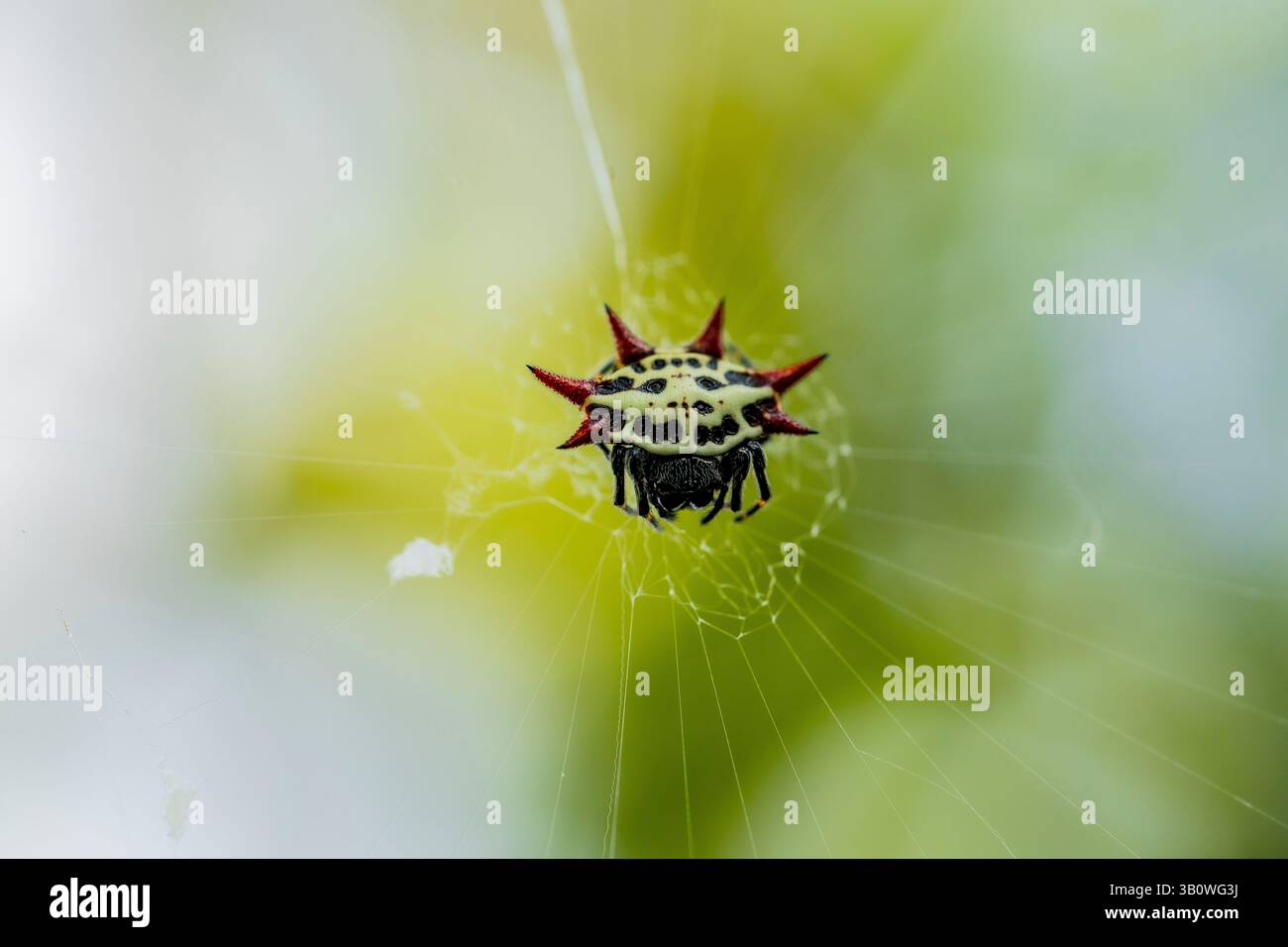 Translucent Orb Spider Shiny orb spider hi-res stock photography and images - Alamy