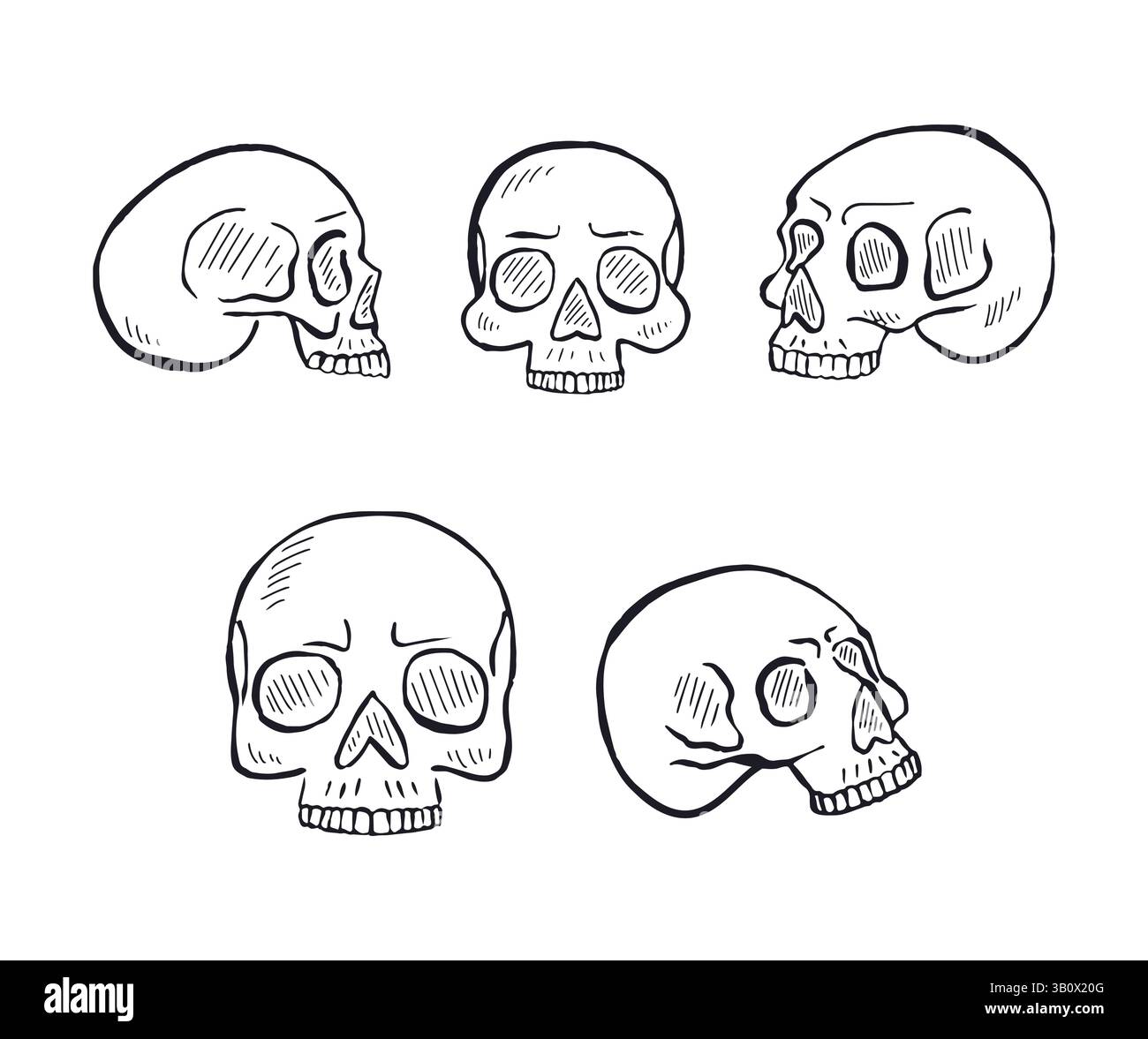 Hand drawn black and white line art human skulls set Stock Vector Image ...