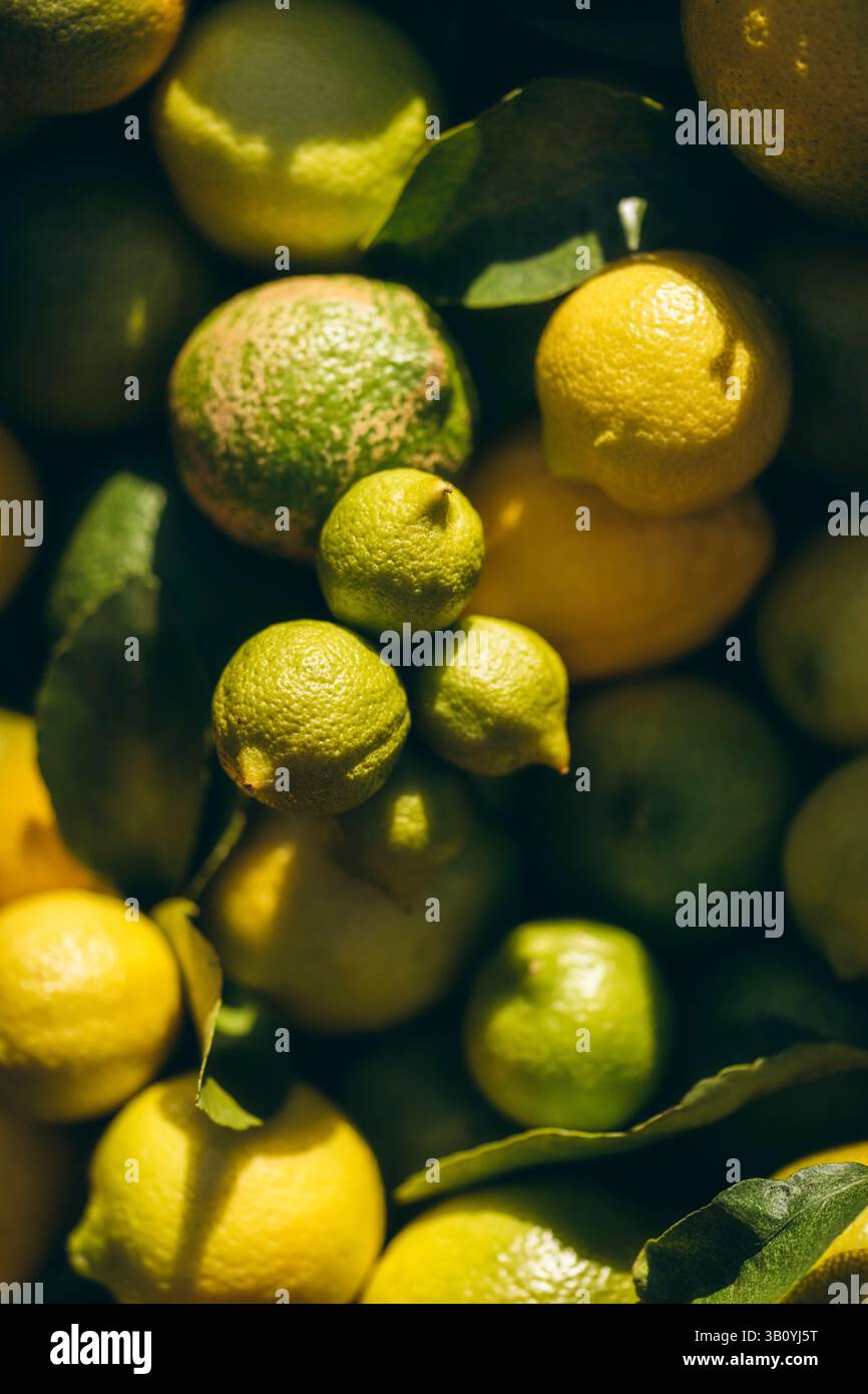 Lemons ripening on a tree Stock Photo