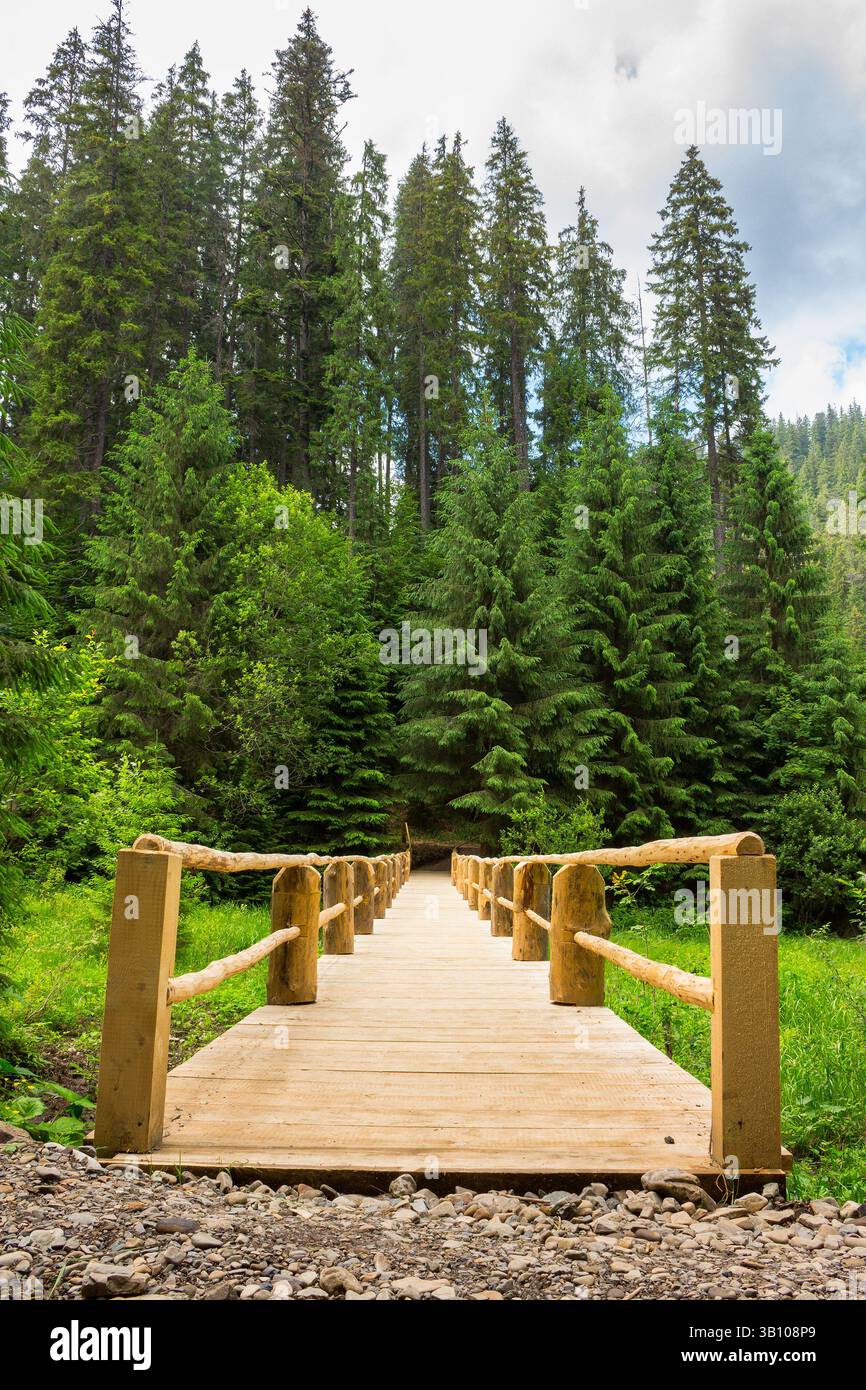 wooden bridge stretching into the depths of the coniferous forest. path over stream in summer. scenery in synevyr national park on a cloudy day. wonde Stock Photo