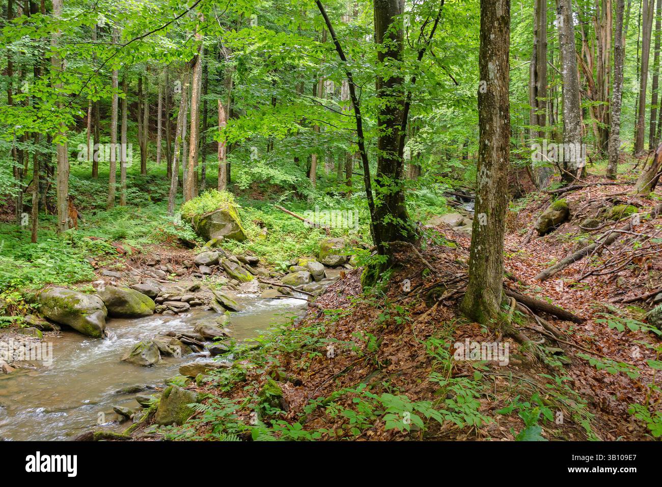 water stream in the beech forest among rocks. travel background. outdoor scenery in summer on a sunny day. beauty of carpathian nature. natural park Stock Photo