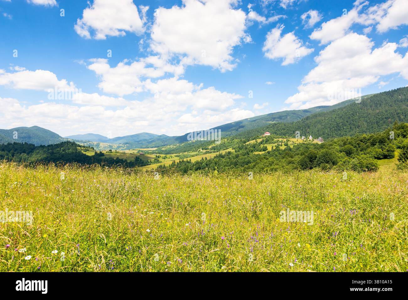nature background with green field on the hill. scenic countryside scenery. blue sky with fluffy clouds. carpathian mountain landscape in summer. mead Stock Photo