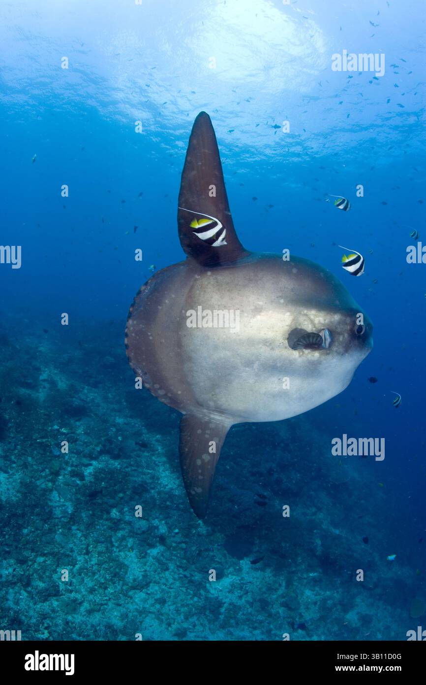 Sunfish bali hi-res stock photography and images - Alamy