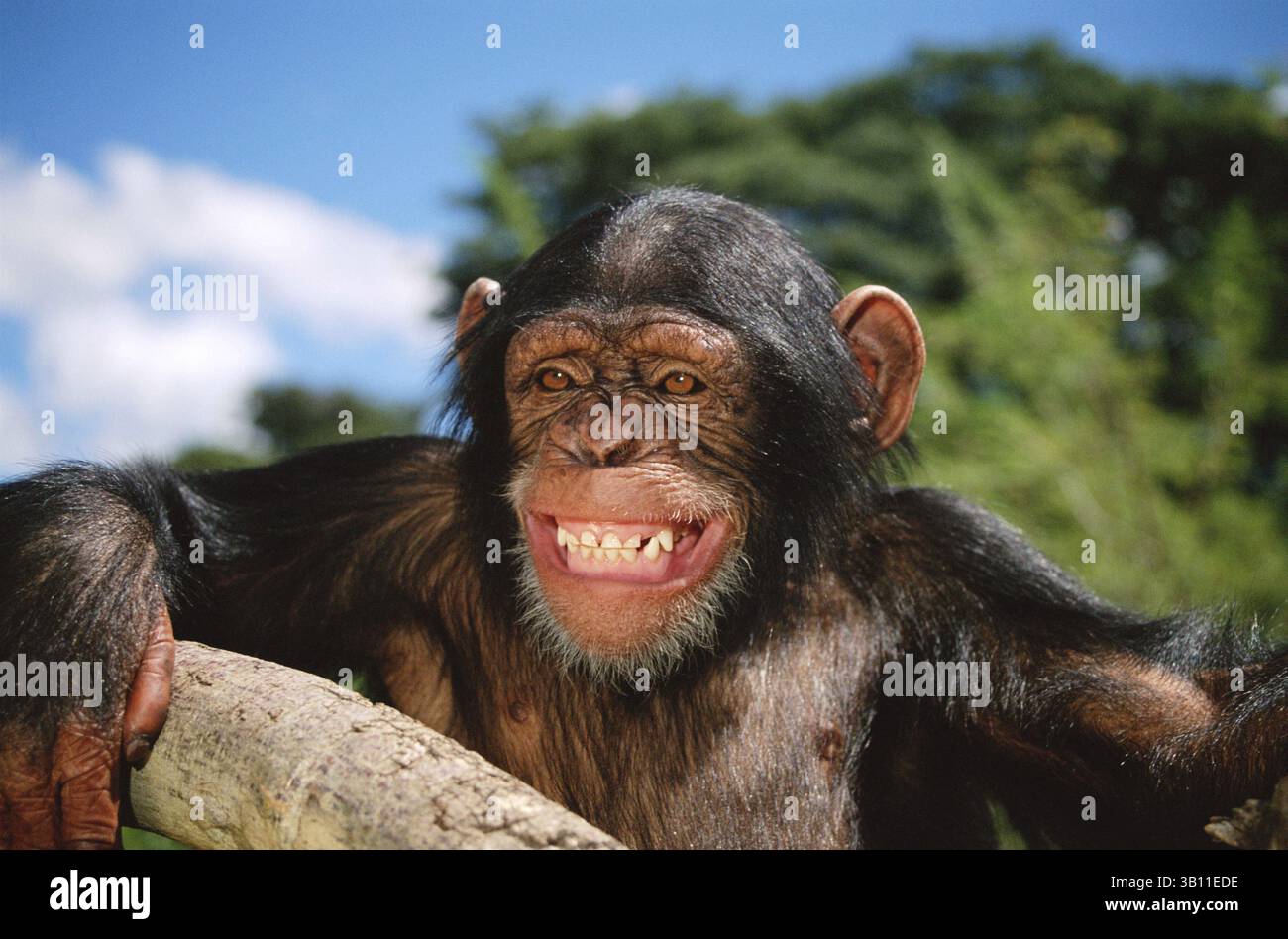 Chimpanzee grin hi-res stock photography and images - Alamy