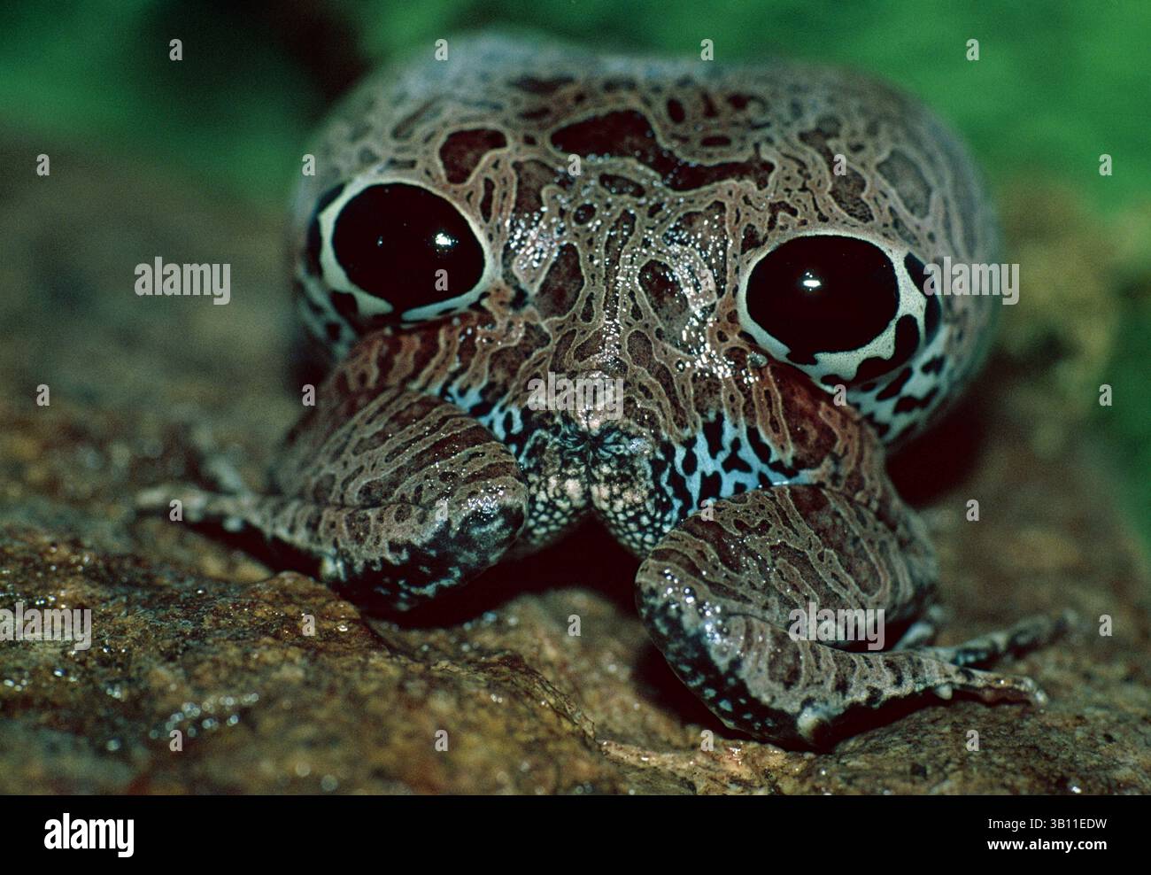 Brazil Predators Physalaemus noterei hi-res stock photography and images - Alamy