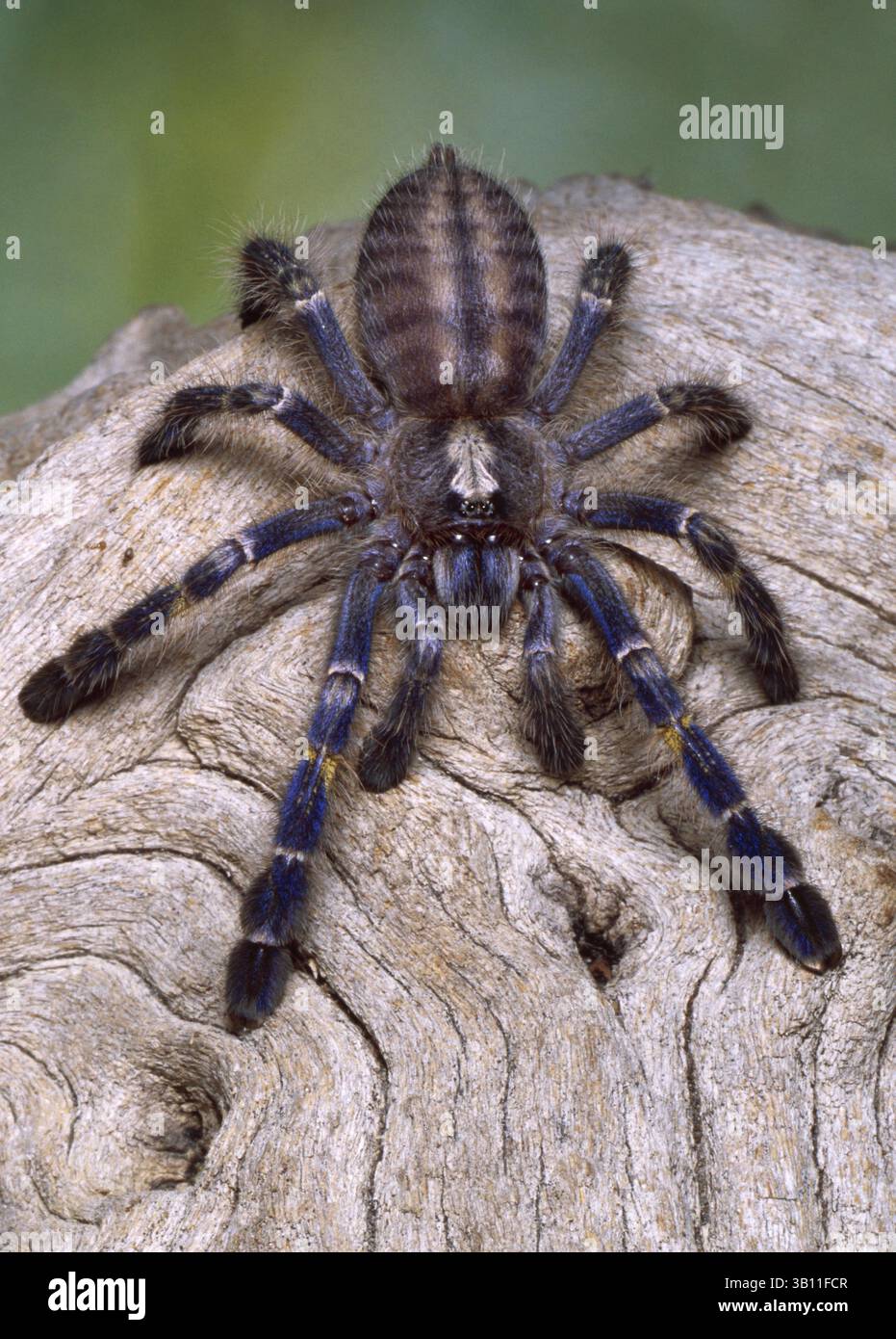 Notes and Observations on Tiger Spider Communities, Social Rearing of –  Hardcore Arachnids, image size:931x1390