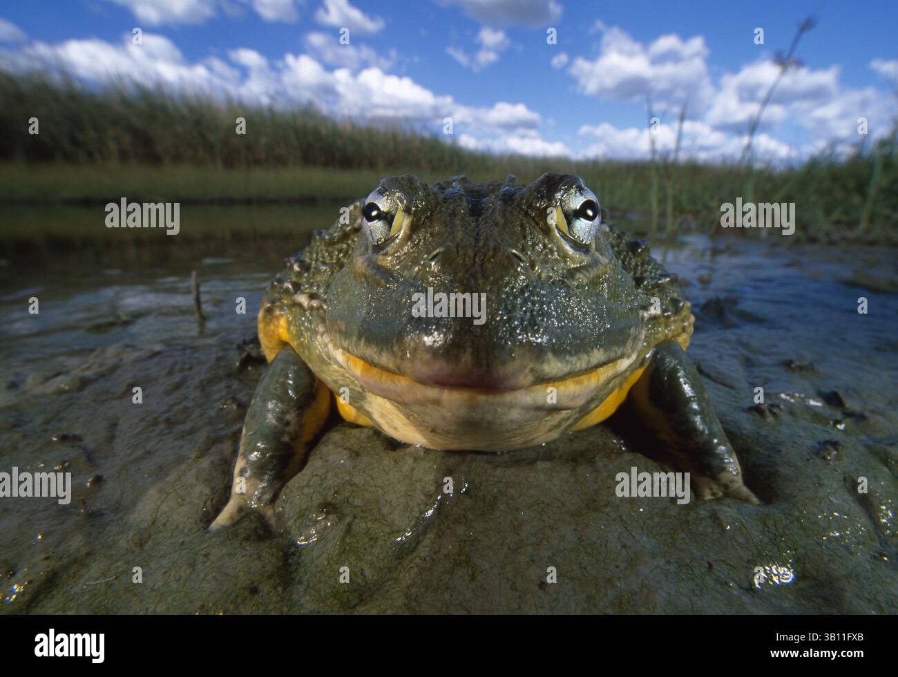 Amazon.com: Transparent Giant American Bullfrog Educational