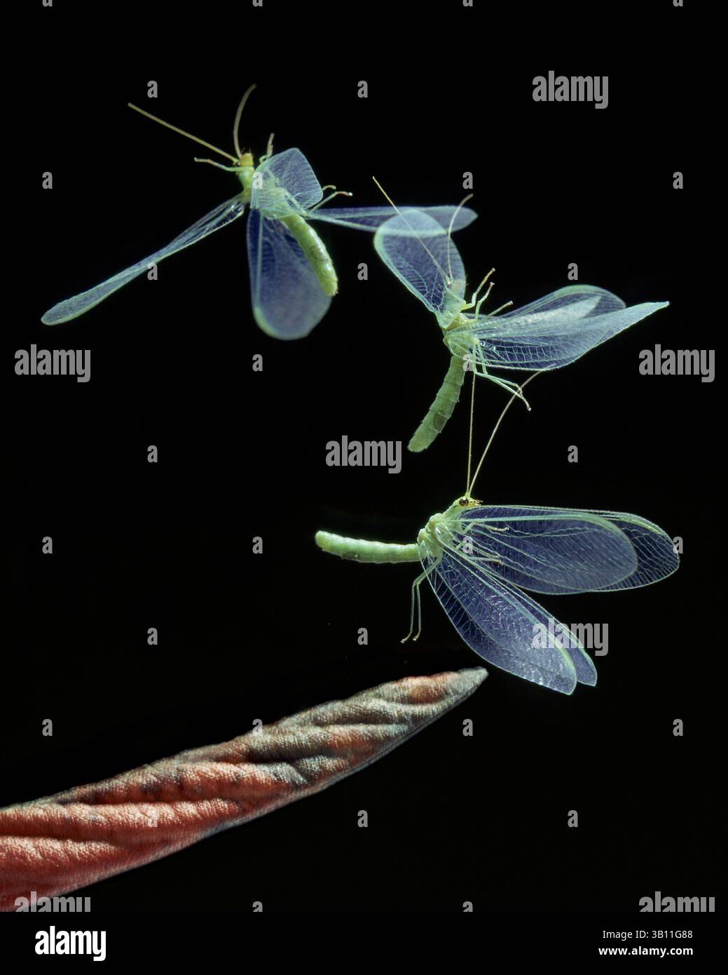 Jan. 06, 2009 - GREEN LACEWING in flight. Chrysopa sp. (Credit Image: © Stephen Dalton/Evolve/Photoshot/ZUMAPRESS.com) Stock Photo