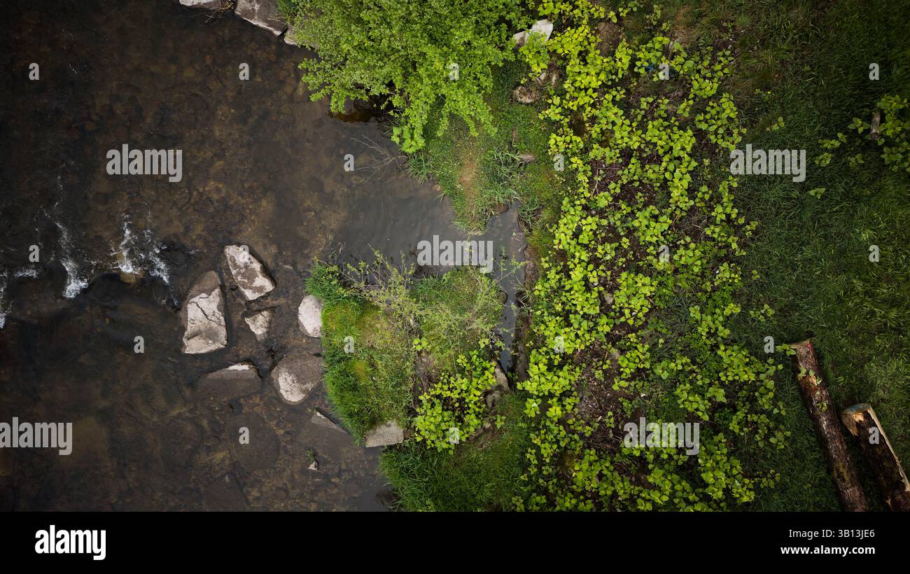 Oppenau, Germany. 24th Apr, 2025. Knotweed grows on the banks of the ...