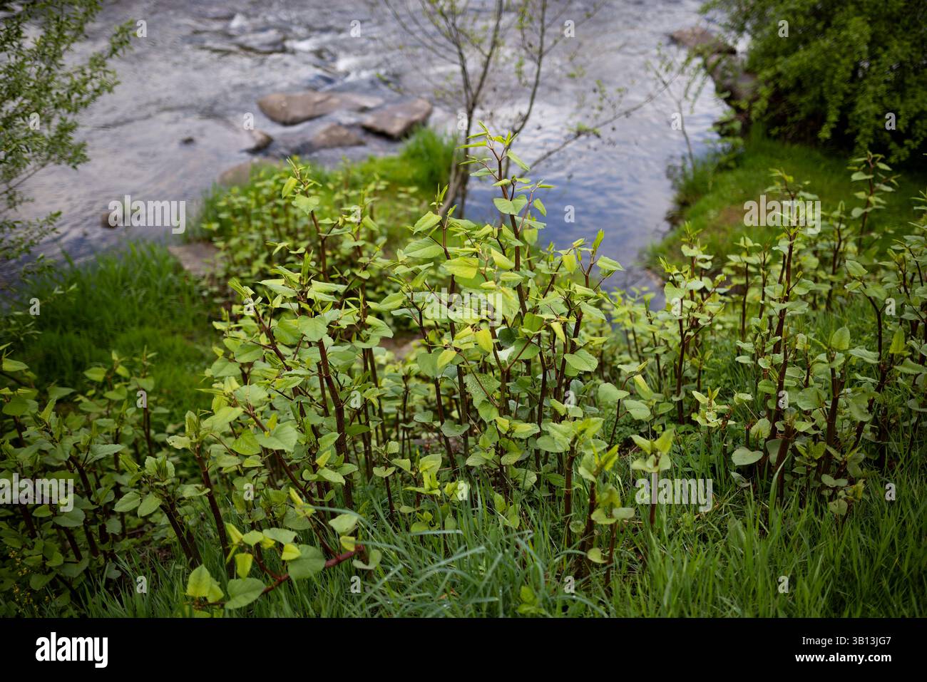 Oppenau, Germany. 24th Apr, 2025. Knotweed grows on the banks of the ...