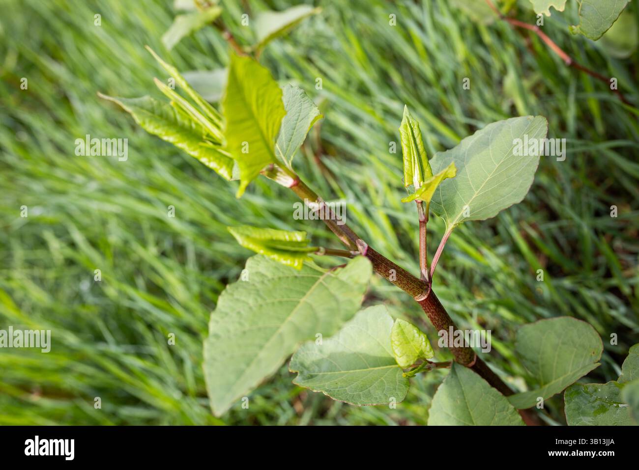 Oppenau, Germany. 24th Apr, 2025. Knotweed grows on the banks of the ...