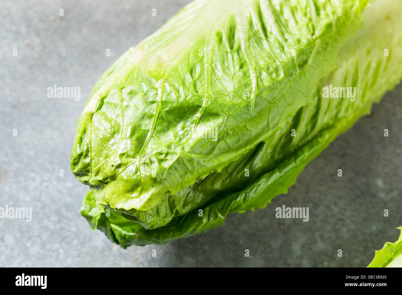 Organic Green Romaine Lettuce Head Ready to Cut Stock Photo