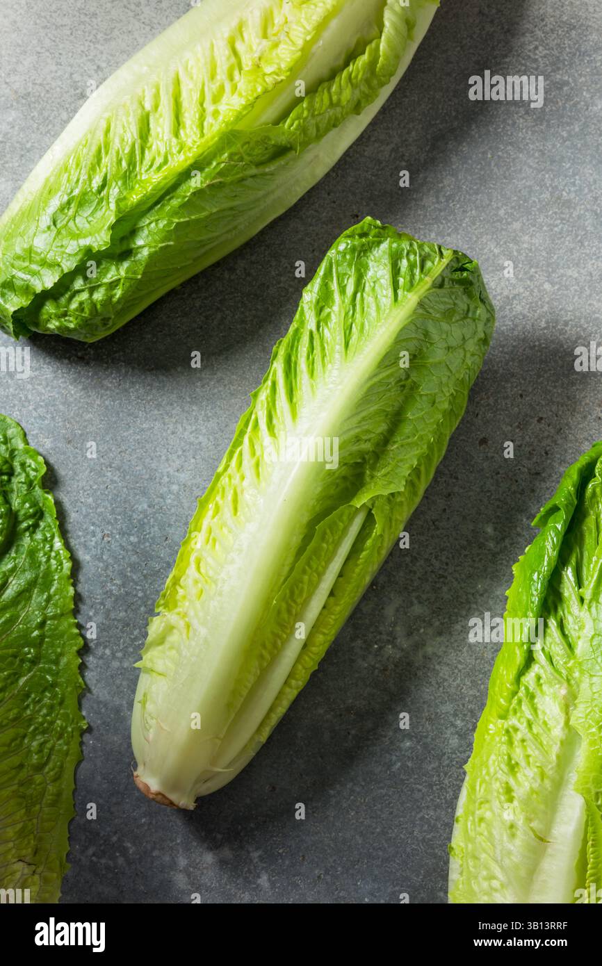 Organic Green Romaine Lettuce Head Ready to Cut Stock Photo