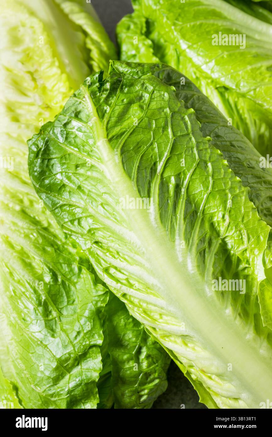 Organic Green Romaine Lettuce Head Ready to Cut Stock Photo