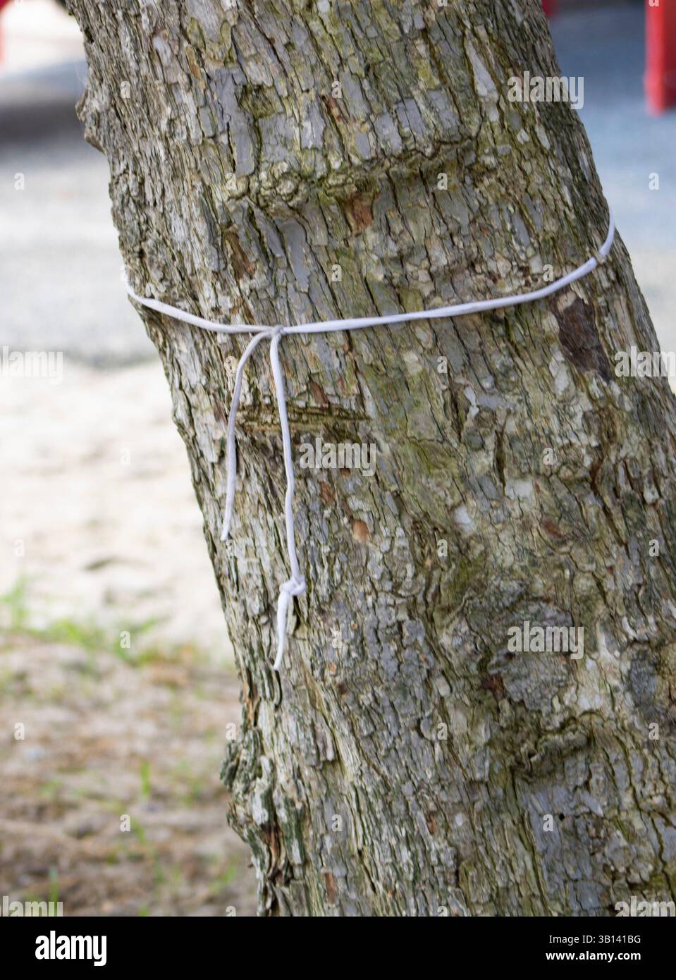 white shoelace tied around tree trunk Stock Photo